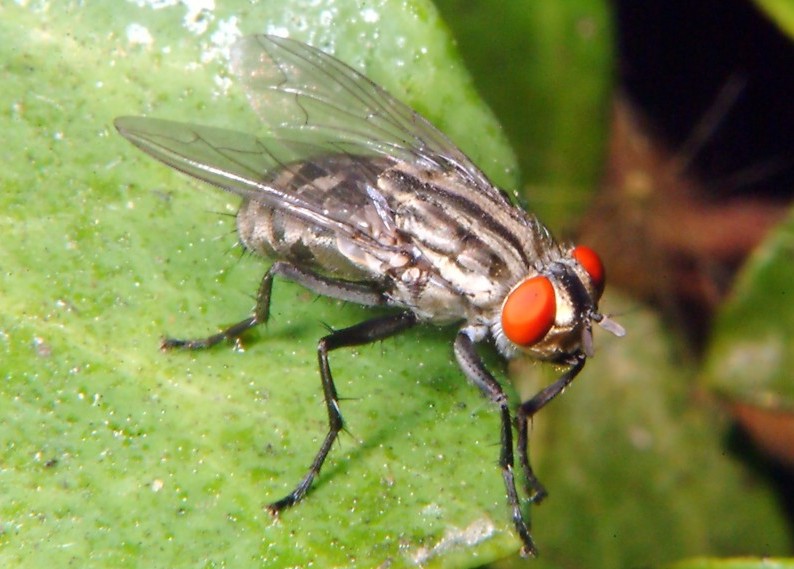 Farfalla della malva e coccinelle al 